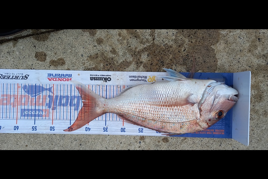 Mike Stainthorpe caught this 41.5cm Snapper at Whakatane during The Export NZ Fishing Competition
