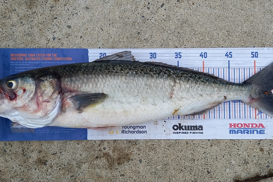 Mike Stainthorpe caught this 53.0cm Kahawai at Whakatane during The Export NZ Fishing Competition