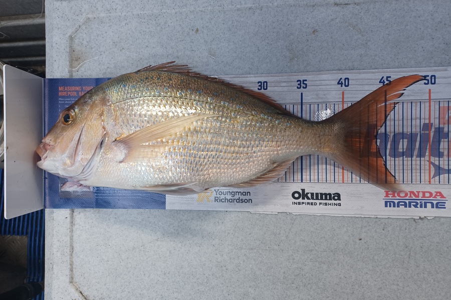 Brendon Iremonger caught this 44.0cm Snapper at Waitara  during The Export NZ Fishing Competition