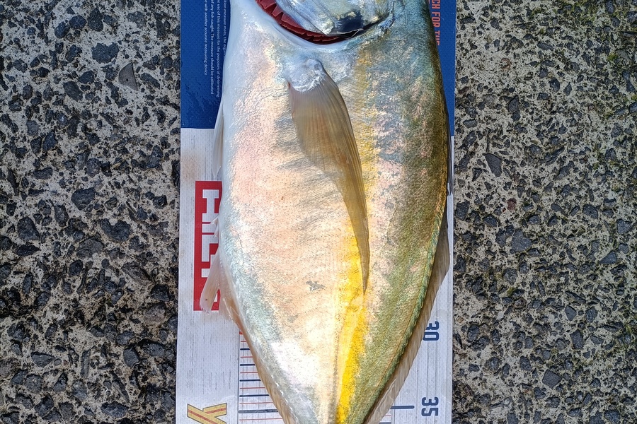 Andrew Cornelder caught this 44.0cm Trevally at Tauranga  during The Export NZ Fishing Competition