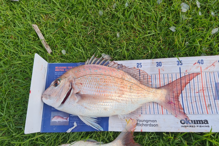 David Kovacs caught this 34.0cm Snapper at Waitara  during The Export NZ Fishing Competition