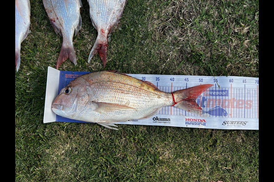 Bryar Jones caught this 48.0cm Snapper at Raglan during The Export NZ Fishing Competition