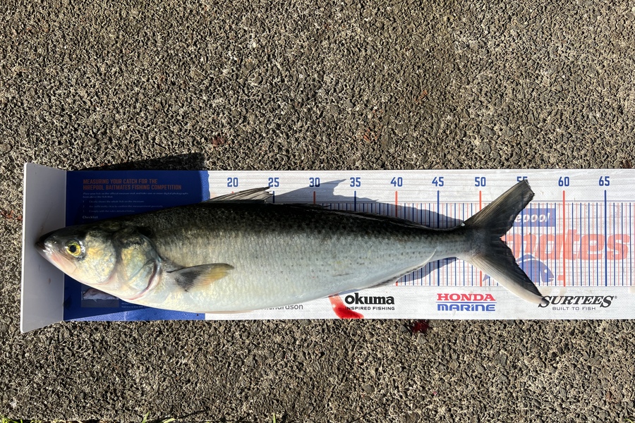 Amanda Cettina caught this 52.5cm Kahawai at Takapuna  during The Export NZ Fishing Competition