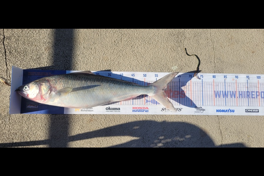 Matthew Moore caught this 58.0cm Kahawai at Tauranga  during The Export NZ Fishing Competition