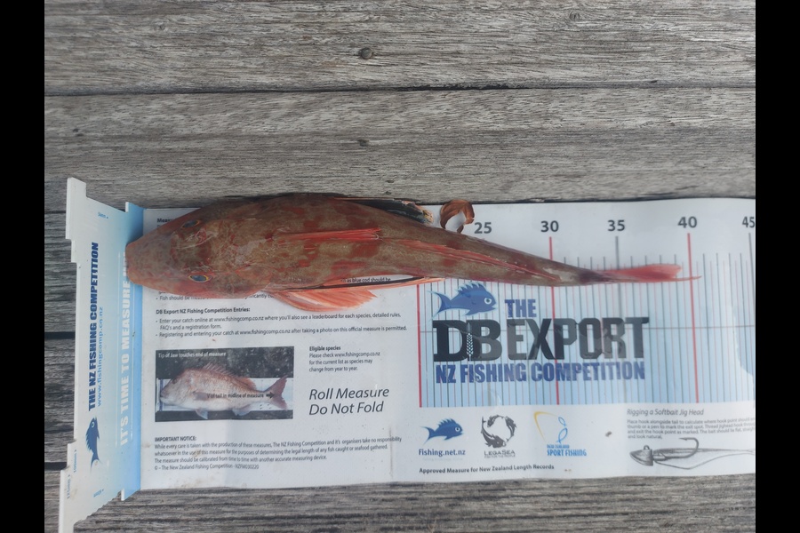Ben Warner caught this 39.0cm Gurnard at Coromandel  during The Export NZ Fishing Competition