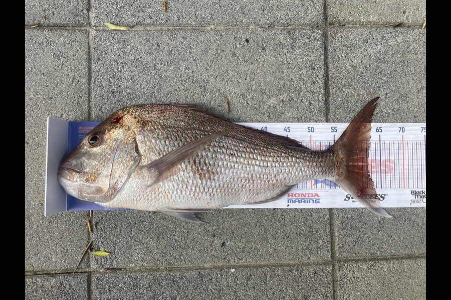 Petar Sain caught this 62.0cm Snapper at Omaha during The Export NZ Fishing Competition