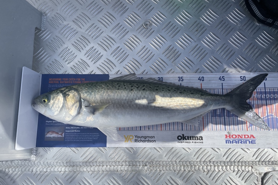 Michael Fuller-Smith caught this 50.0cm Kahawai at Bay of plenty  during The Export NZ Fishing Competition