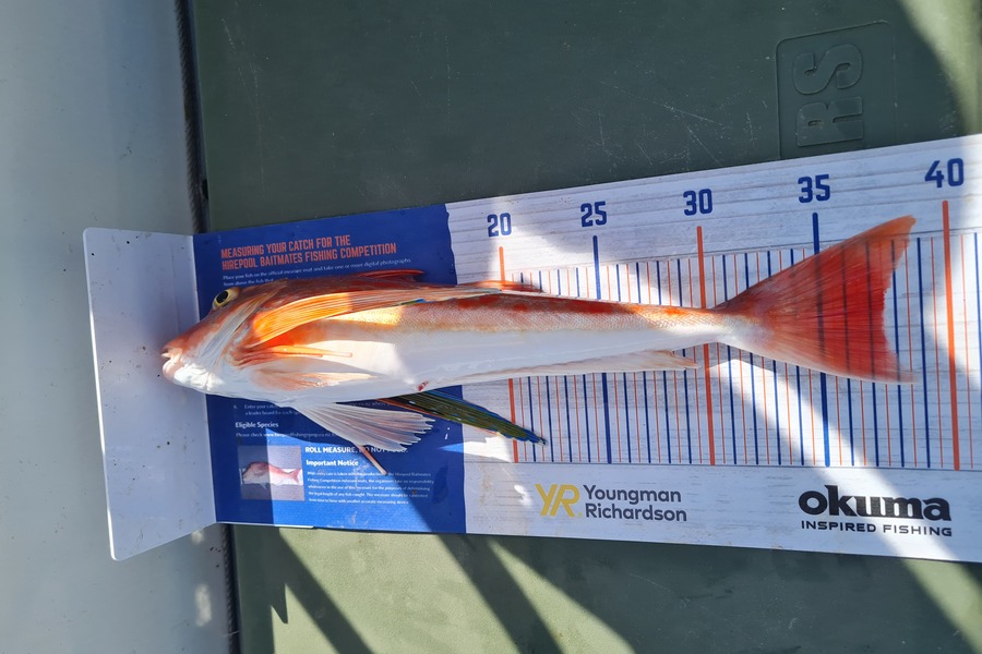 Mike MacGregor caught this 37.5cm Gurnard at Tauranga  during The Export NZ Fishing Competition