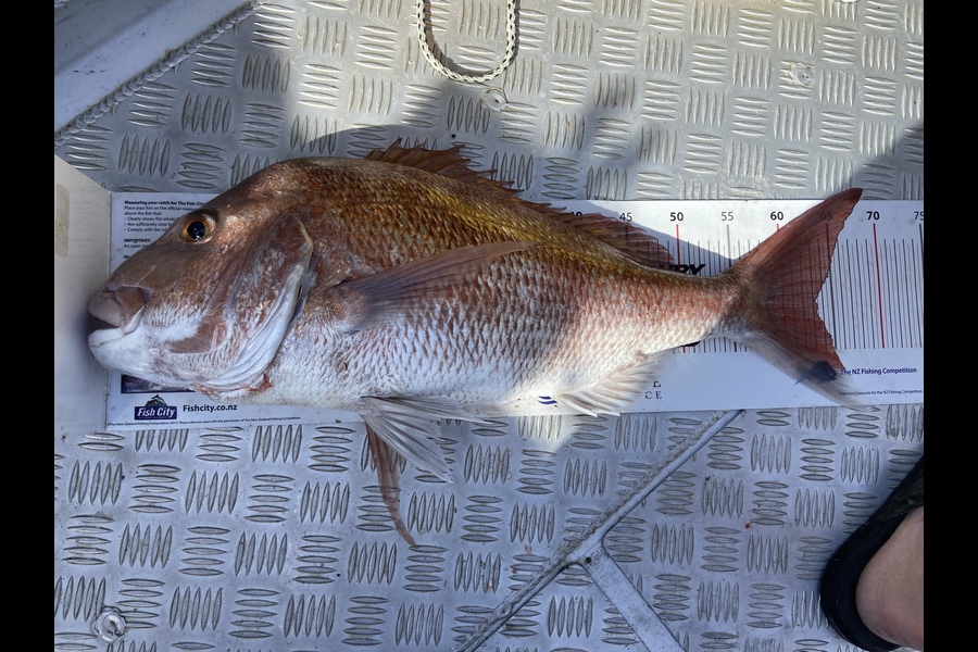 garry ng caught this 63.0cm Snapper at Hauraki gulf during The Export NZ Fishing Competition