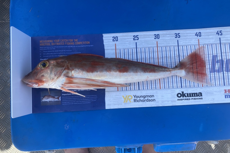 Malcolm Kyd caught this 41.0cm Gurnard at Manukau harbour  during The Export NZ Fishing Competition