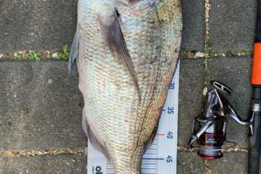 Mark Piskulic caught this 57.5cm Snapper at Far North during The Export NZ Fishing Competition