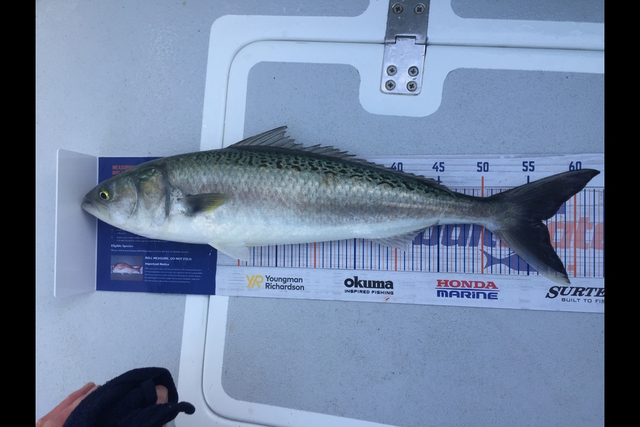 Matt Simpson caught this 56.5cm Kahawai at Tauranga during The Export NZ Fishing Competition
