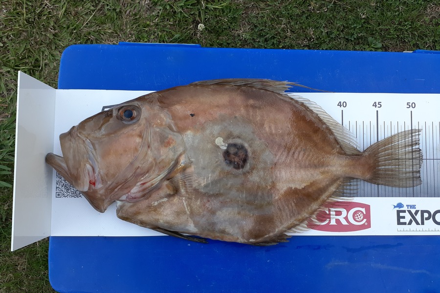 Mathew Goodall caught this 51.0cm John Dory at Firth of Thames during The Export NZ Fishing Competition