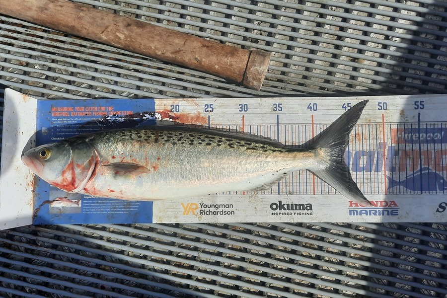 Jayden Emtage caught this 44.0cm Kahawai at Kaipara harbour during The Export NZ Fishing Competition