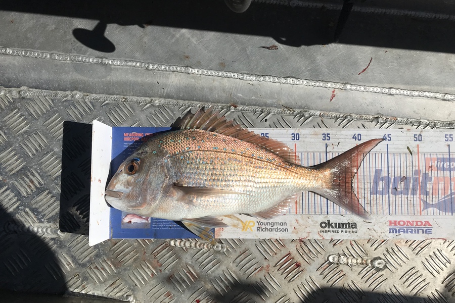 Eugene Woolley caught this 39.0cm Snapper at Slipper Island during The Export NZ Fishing Competition