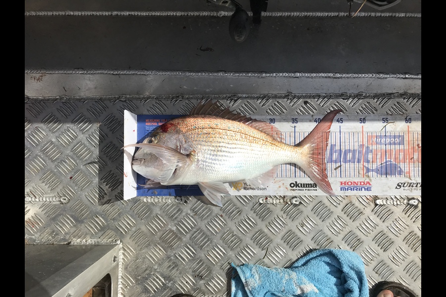 Eugene Woolley caught this 40.5cm Snapper at Slipper Island during The Export NZ Fishing Competition