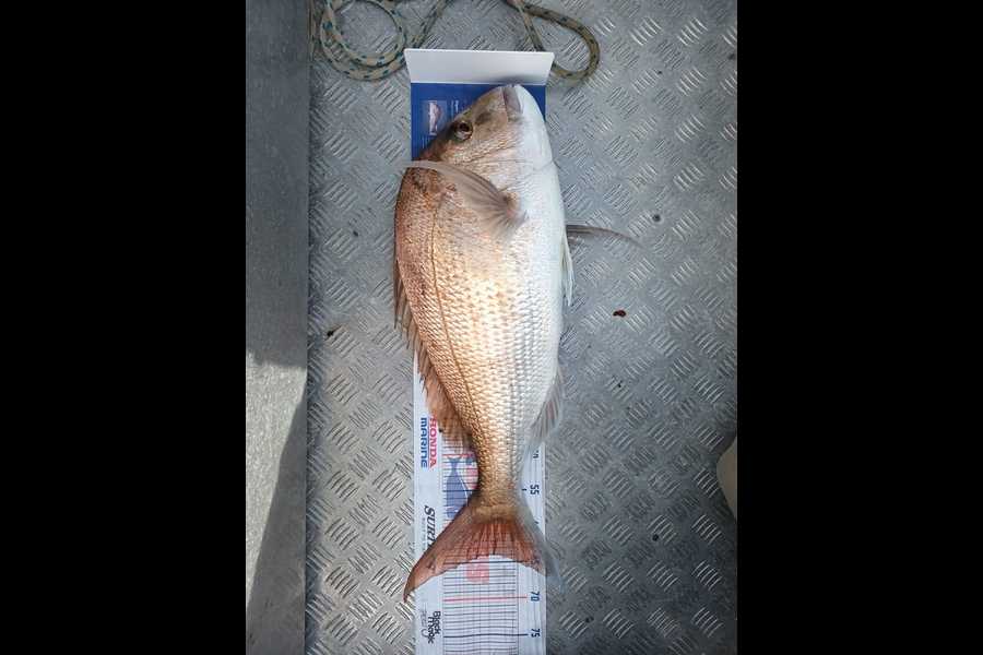 Eve Lawrence caught this 64.0cm Snapper at Bream Bay during The Export NZ Fishing Competition