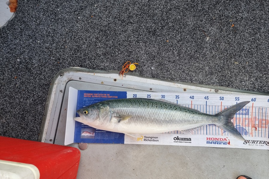 Marcel Waldvogel caught this 53.0cm Kahawai at Aha rocks during The Export NZ Fishing Competition