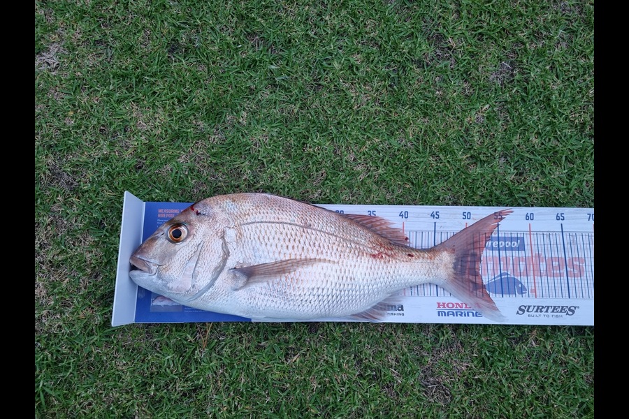 Mark Devantier  caught this 51.5cm Snapper at Kaipara Harbour during The Export NZ Fishing Competition
