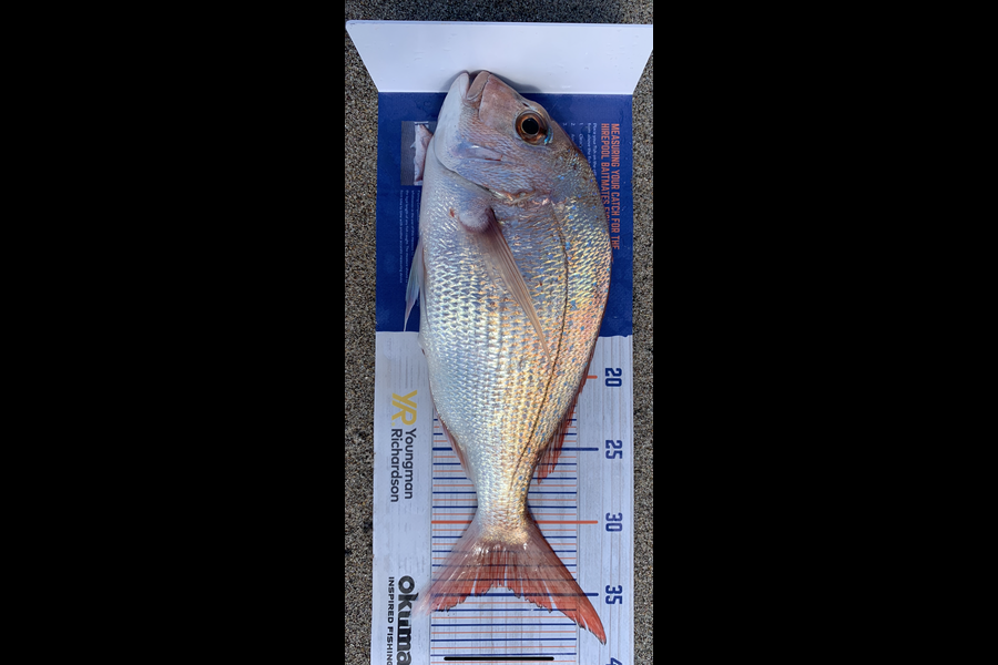 Shannon Millar caught this 34cm Snapper at Papamoa East  during The Export NZ Fishing Competition