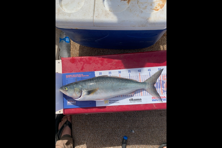 Joseph Lewer caught this 46.0cm Kahawai at Doubt less bay during The Export NZ Fishing Competition