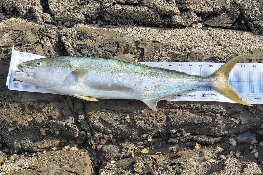 Carla Goudie  caught this 106.0cm Kingfish at Coromandel during The Export NZ Fishing Competition