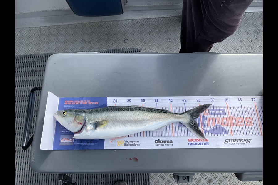 Brett Preston caught this 47.0cm Kahawai at Manukau Harbour  during The Export NZ Fishing Competition