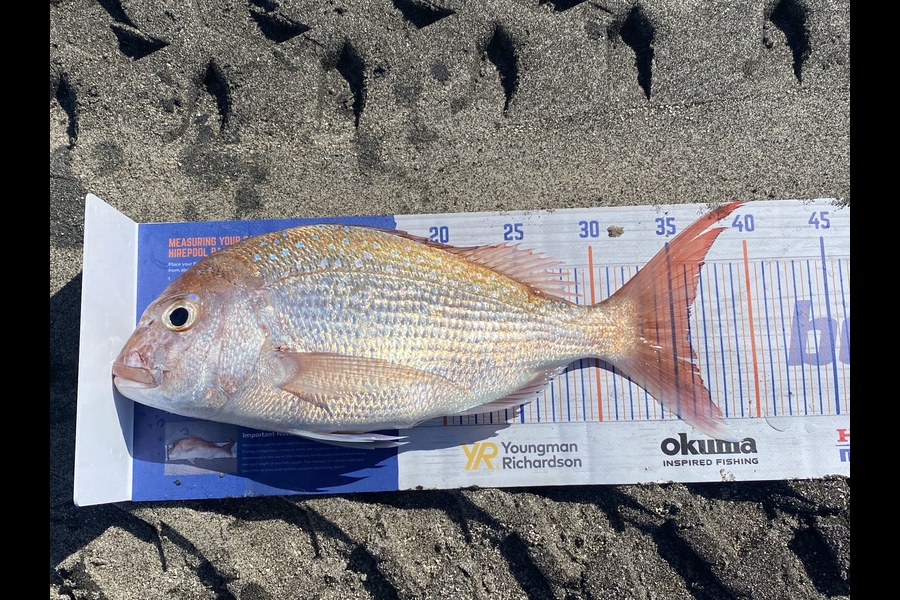 Blair Brookbanks caught this 36.0cm Snapper at Papamoa Beach  during The Export NZ Fishing Competition