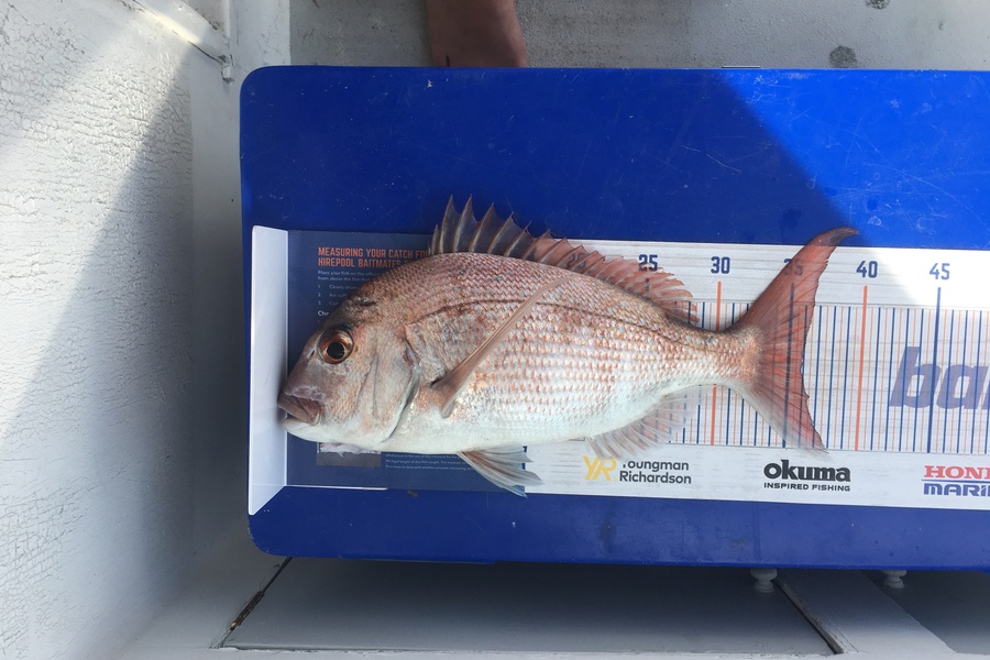 Neil  Stevenson  caught this 36.0cm Snapper at Wenderholm  during The Export NZ Fishing Competition
