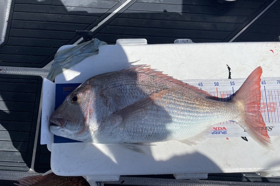 Isabell Zitzelsberger caught this 62.0cm Snapper at Mayor Island during The Export NZ Fishing Competition