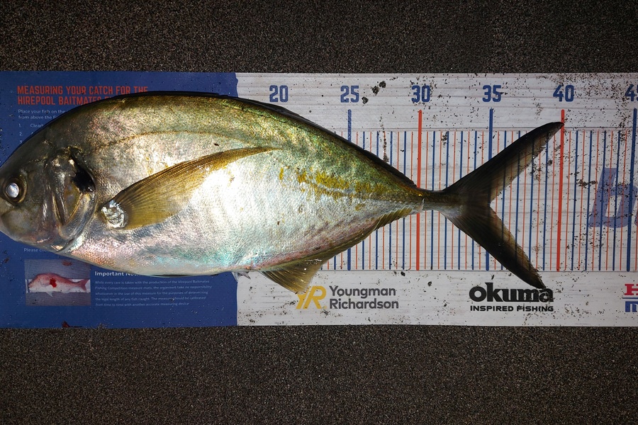Troy Rae-Royle caught this 35.0cm Trevally at Tawharanui  during The Export NZ Fishing Competition