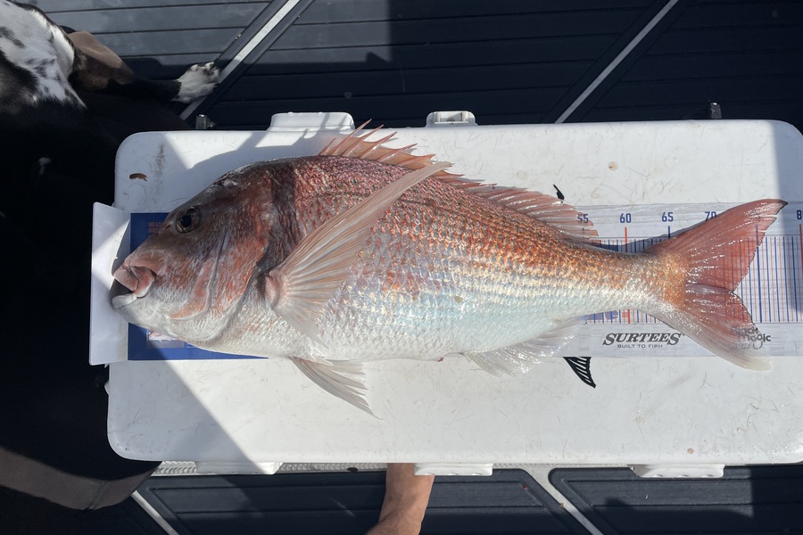 Sascha Haag caught this 71cm Snapper at mayor during The Export NZ Fishing Competition