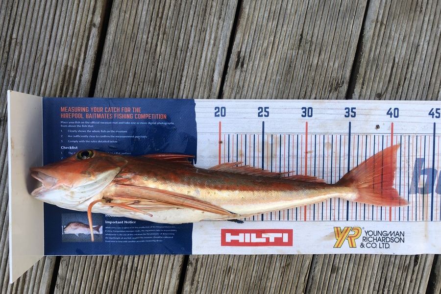 Andrew Froome caught this 40.0cm Gurnard at Port Taranaki  during The Export NZ Fishing Competition
