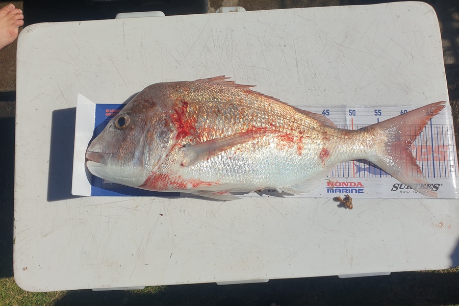Melissa Jones caught this 60.5cm Snapper at Mokau during The Export NZ Fishing Competition