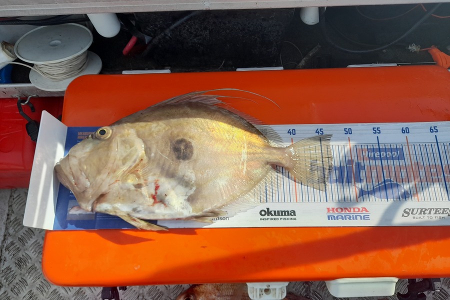 Bruce Macfarlane caught this 46.5cm John Dory at Firth of thames during The Export NZ Fishing Competition