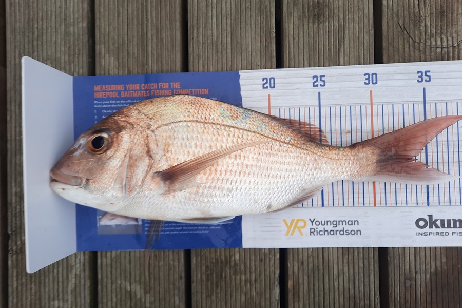 Mike Rivers caught this 33cm Snapper at Whakatane during The Export NZ Fishing Competition