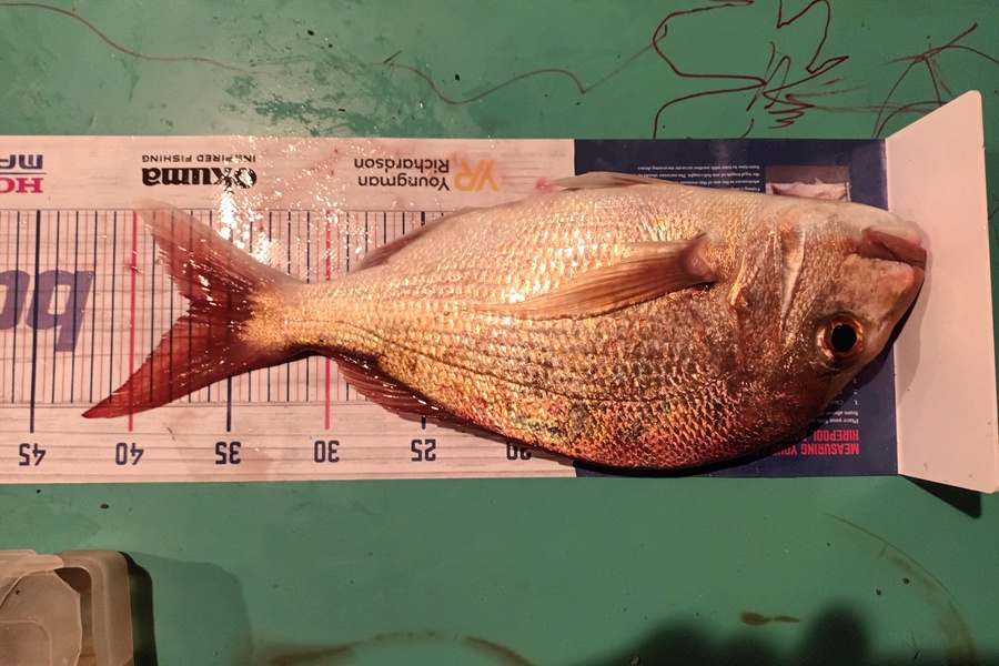Joseph Te Wake caught this 37cm Snapper at Mussel behind by Waimate Island during The Export NZ Fishing Competition
