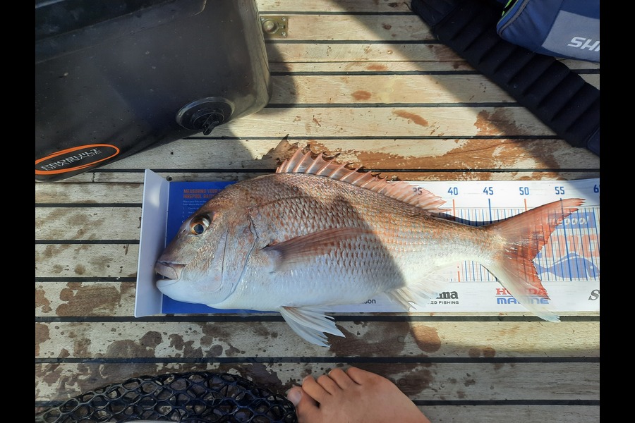 Greg Schimanski caught this 50.0cm Snapper at Kawha during The Export NZ Fishing Competition