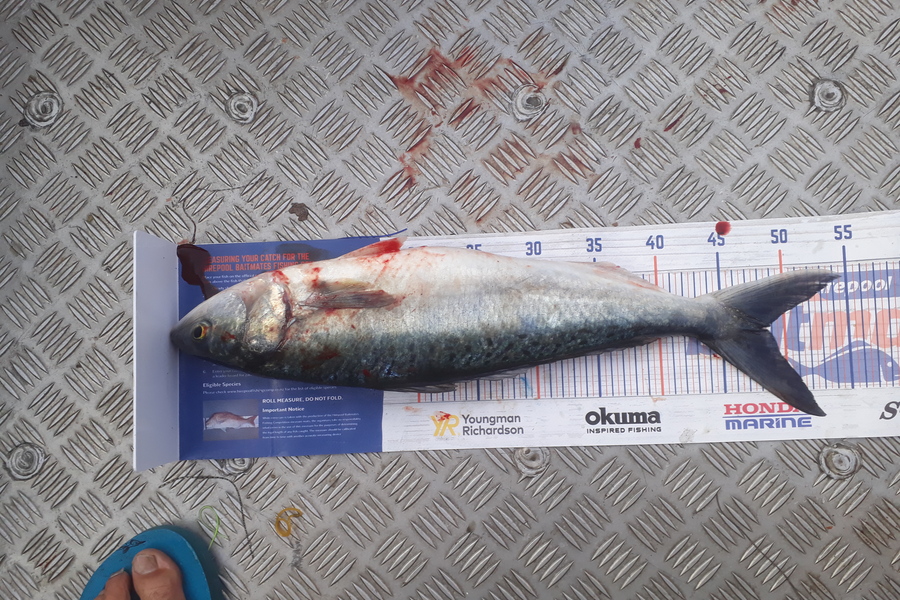 Andrew Le Fleming caught this 48cm Kahawai at waihi  during The Export NZ Fishing Competition