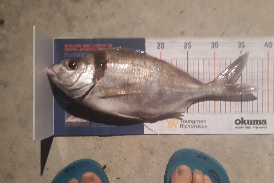 Andrew Le Fleming caught this 33.5cm Tarakihi at major island during The Export NZ Fishing Competition