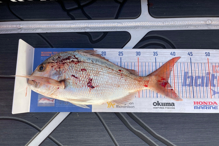 Charles Peters caught this 38.0cm Snapper at Motiti during The Export NZ Fishing Competition