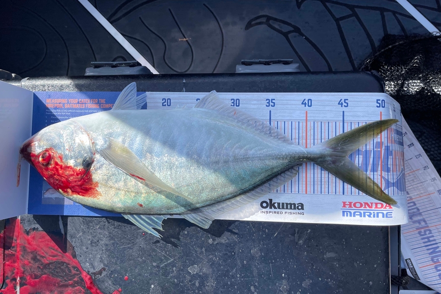 Carole Bettendroffer caught this 45.5cm Trevally at Motiti during The Export NZ Fishing Competition