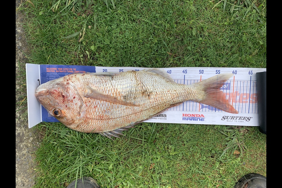 Deon Kumm caught this 55.5cm Snapper at New Plymouth  during The Export NZ Fishing Competition