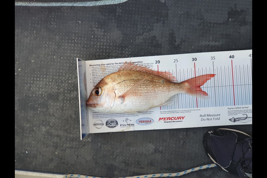Dene Tomlinson caught this 30.5cm Snapper at Waiheke during The Export NZ Fishing Competition