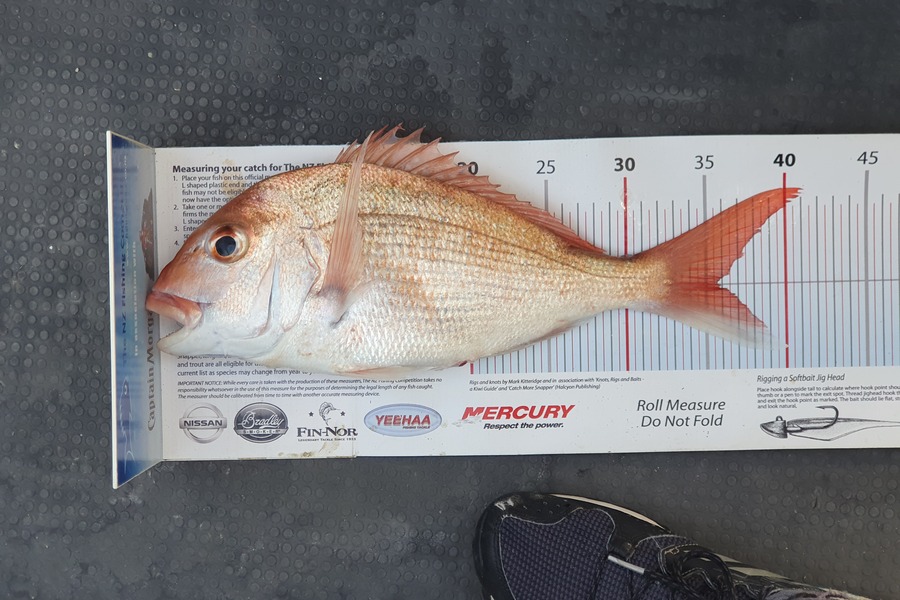 Koia Tomlinson caught this 35.5cm Snapper at Waiheke during The Export NZ Fishing Competition