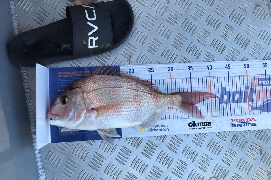 Andrew George caught this 35cm Snapper at Raglan during The Export NZ Fishing Competition