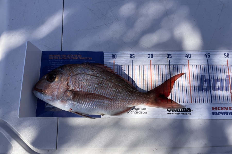 Oscar Hermosillo caught this 34.0cm Snapper at Motiti during The Export NZ Fishing Competition