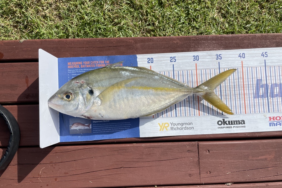 Oscar Hermosillo caught this 33.0cm Trevally at Tauranga harbour during The Export NZ Fishing Competition