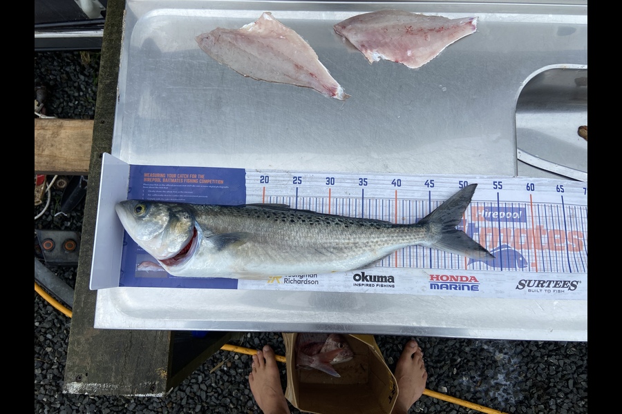 Logan Gedson caught this 47cm Kahawai at Bop during The Export NZ Fishing Competition