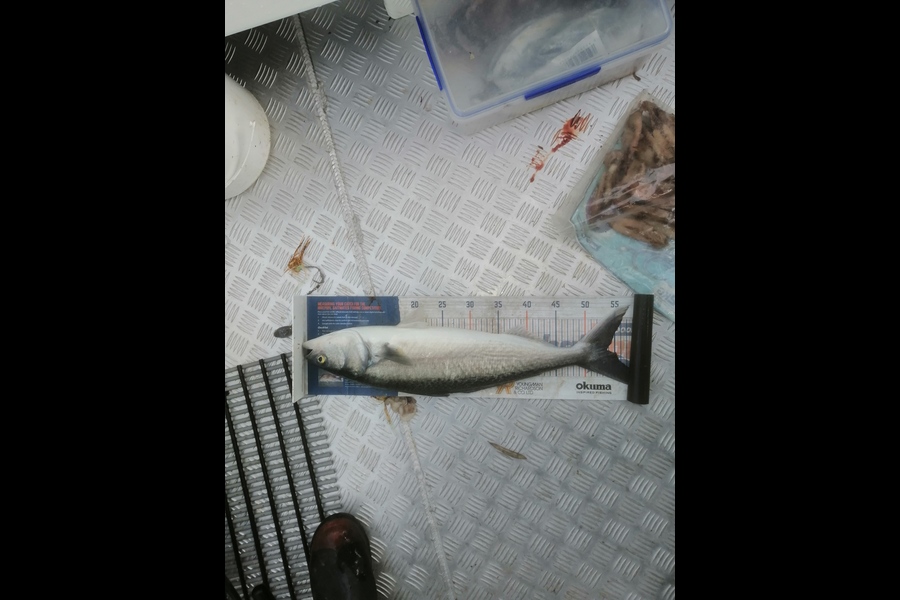 Riki Archer caught this 53cm Kahawai at Tauranga during The Export NZ Fishing Competition